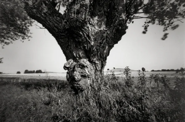 Hindsholm