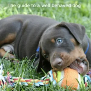 The Happy Dog