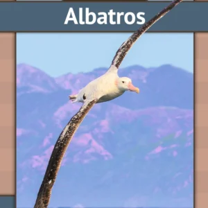 Albatros