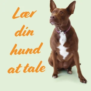 Lær din hund at tale