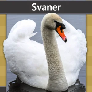 Svaner