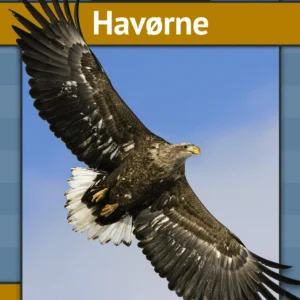 Havørne