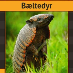 Bæltedyr