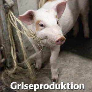 Griseproduktion