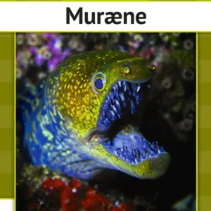 Muræne