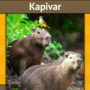 Kapivar