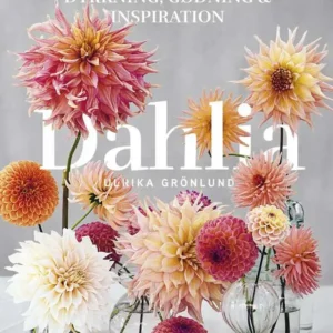 Dahlia