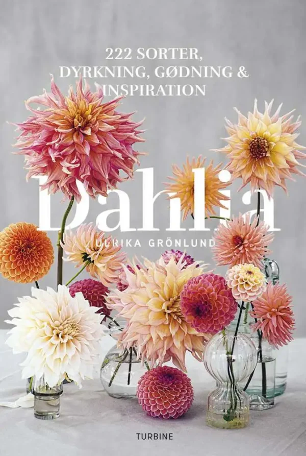 Dahlia