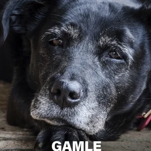 Gamle hundes visdom