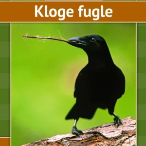 Kloge fugle