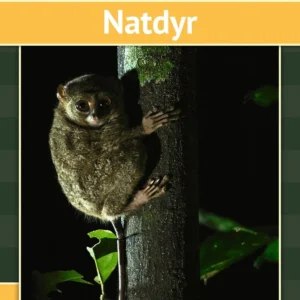 Natdyr