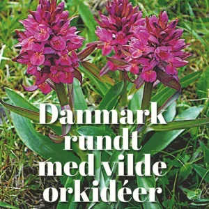 Danmark rundt med vilde orkidéer