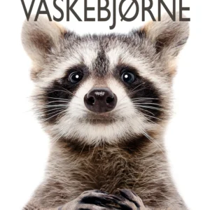 Vaskebjørne