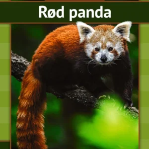 Rød panda