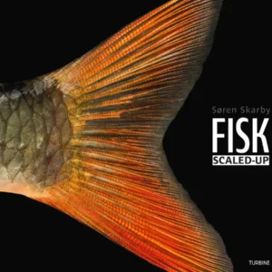 FISK  -  scaled-up