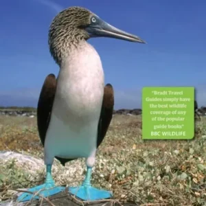 Galapagos Wildlife