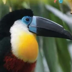 Brazil