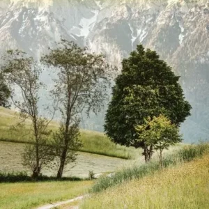Austria Rail & Road