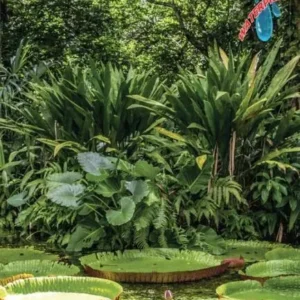 Amazon & Brazil North