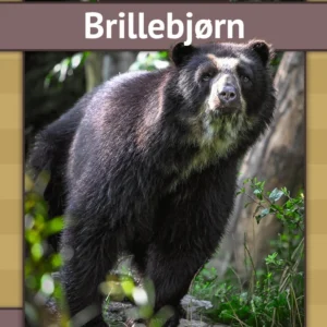 Brillebjørn