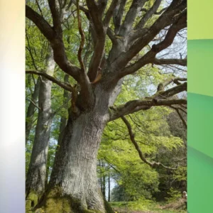 Træet sjæl og livskunstparken