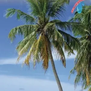 Honolulu & Oahu