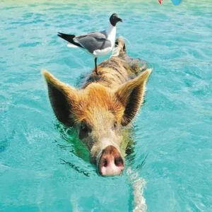 Bahamas