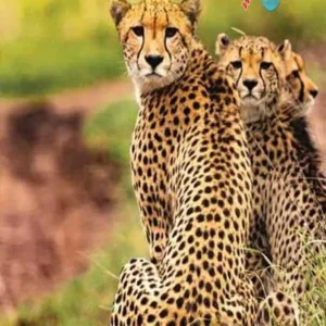 Kenya
