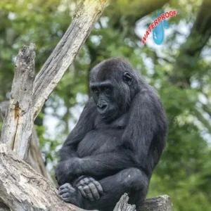 Uganda