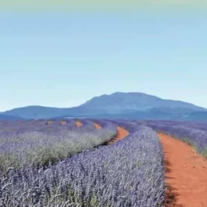 Tasmania & Victoria