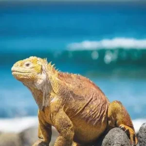 Galapagos Islands, Quito and Guayaquil