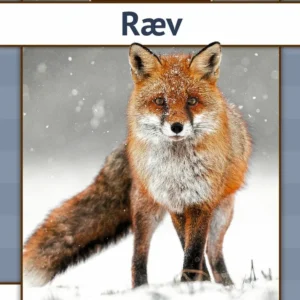 Ræv