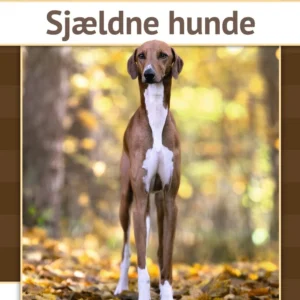 Sjældne hunde