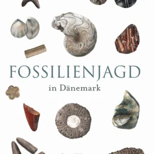 Fossilienjagd in Dänemark