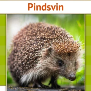 Pindsvin