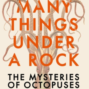 Many Things Under A Rock The Mysteries Of Octopuses