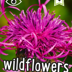 I-Spy Wildflowers Spy It! Score It