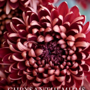 Chrysanthemums Beautiful Varieties For Home And Garden