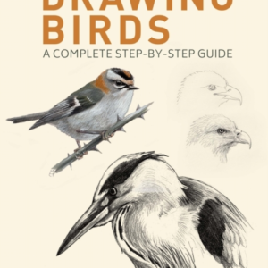 Drawing Birds A Complete Step-By-Step Guide