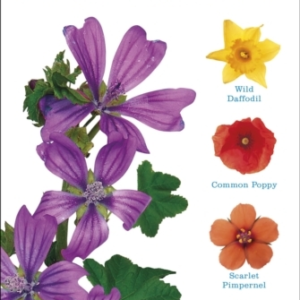What's That Flower? The Simplest Id Guide Ever