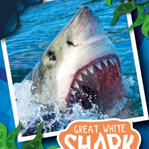 Teeth To Tail Of A Great White Shark