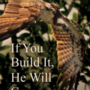 If You Build It He Will Come