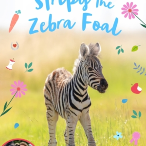Stripy The Zebra Foal