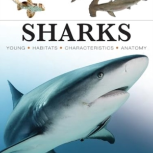 Sharks & Underwater Predators