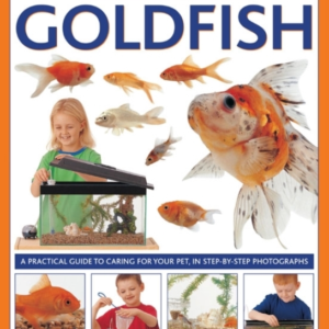How To Look After Your Goldfish
