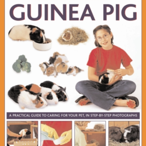 How To Look After Your Guinea Pig