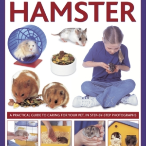 How To Look After Your Hamstera Practical Guide To Caring Fo