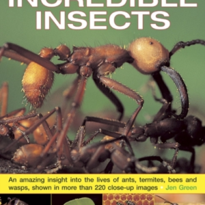 Exploring Nature Incredible Insectsan Amazing Insight Into
