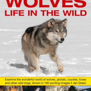 Exploring Nature Wolves - Life In The Wildexamine The Wonde