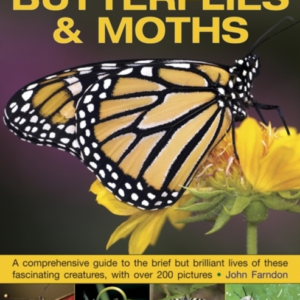 Exploring Nature Butterflies & Moths